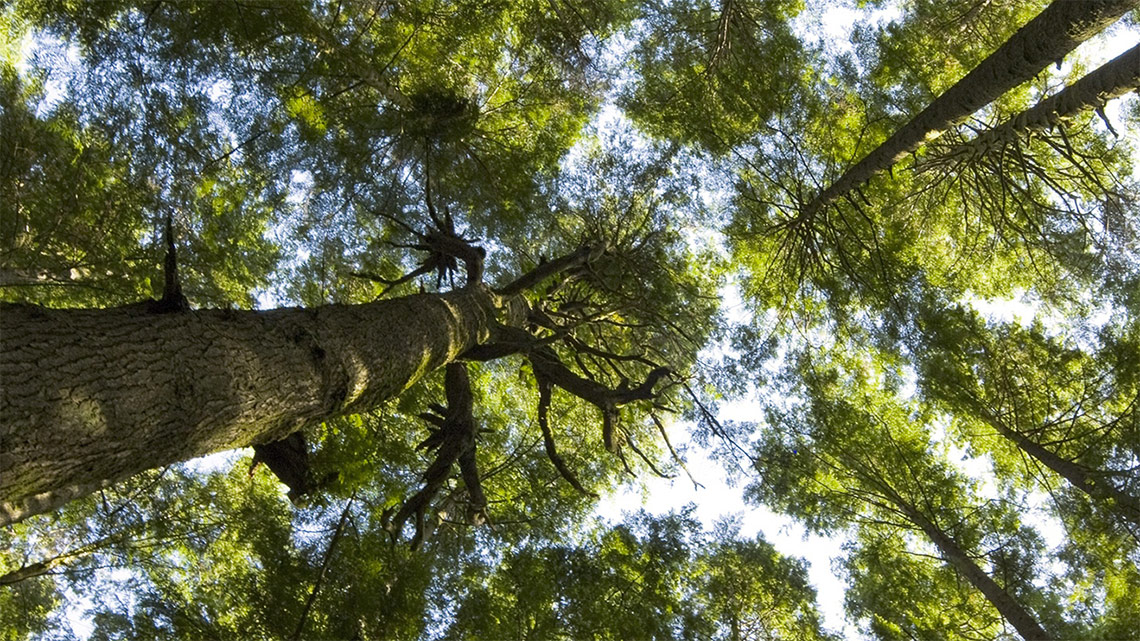 lifegate-energy-alberi-risparmia-pianeta.jpg